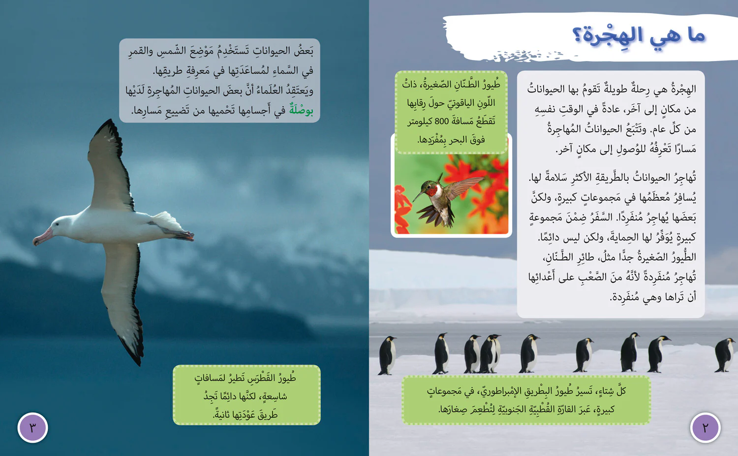 Collins Big Cat Arabic Reading Programme - Animal Migration: Level 13 (First edition)