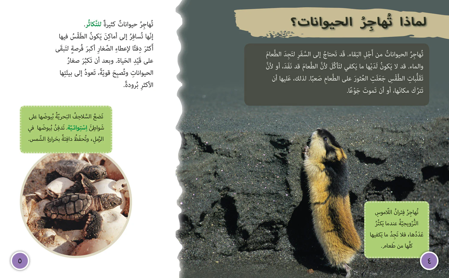 1326-collins-big-cat-arabic-reading-programme-animal-migration-level-13-first-edition--3.webp Collins Big Cat Arabic Reading Programme - Animal Migration: Level 13 (First edition)