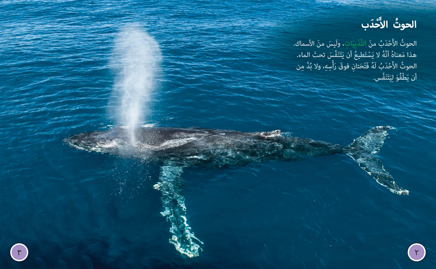 Collins Big Cat Arabic Reading Programme - Journey of Humpback Whales: Level 12