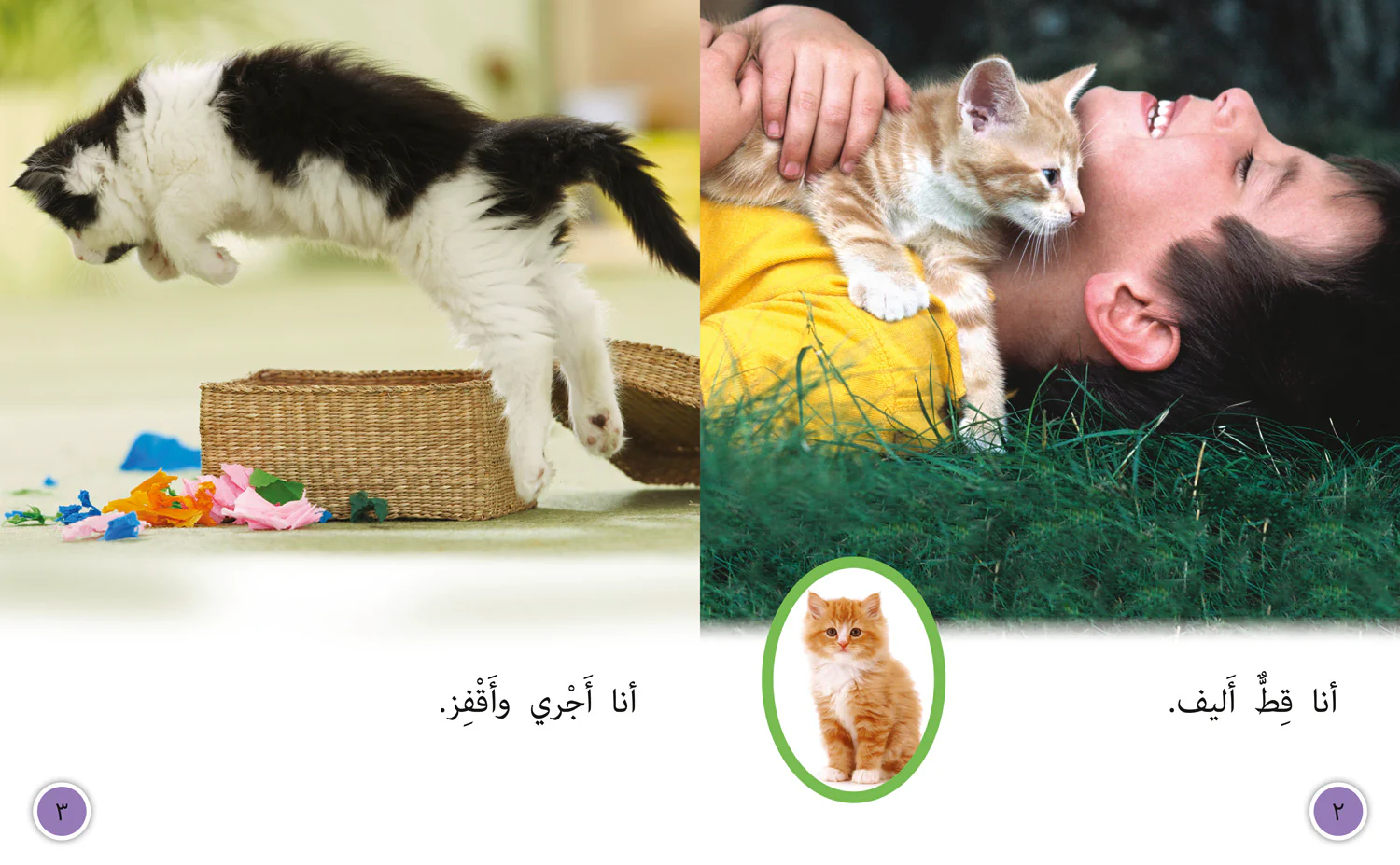 Collins Big Cat Arabic Reading Programme - Tame Cat, Wild Cat: Level 8