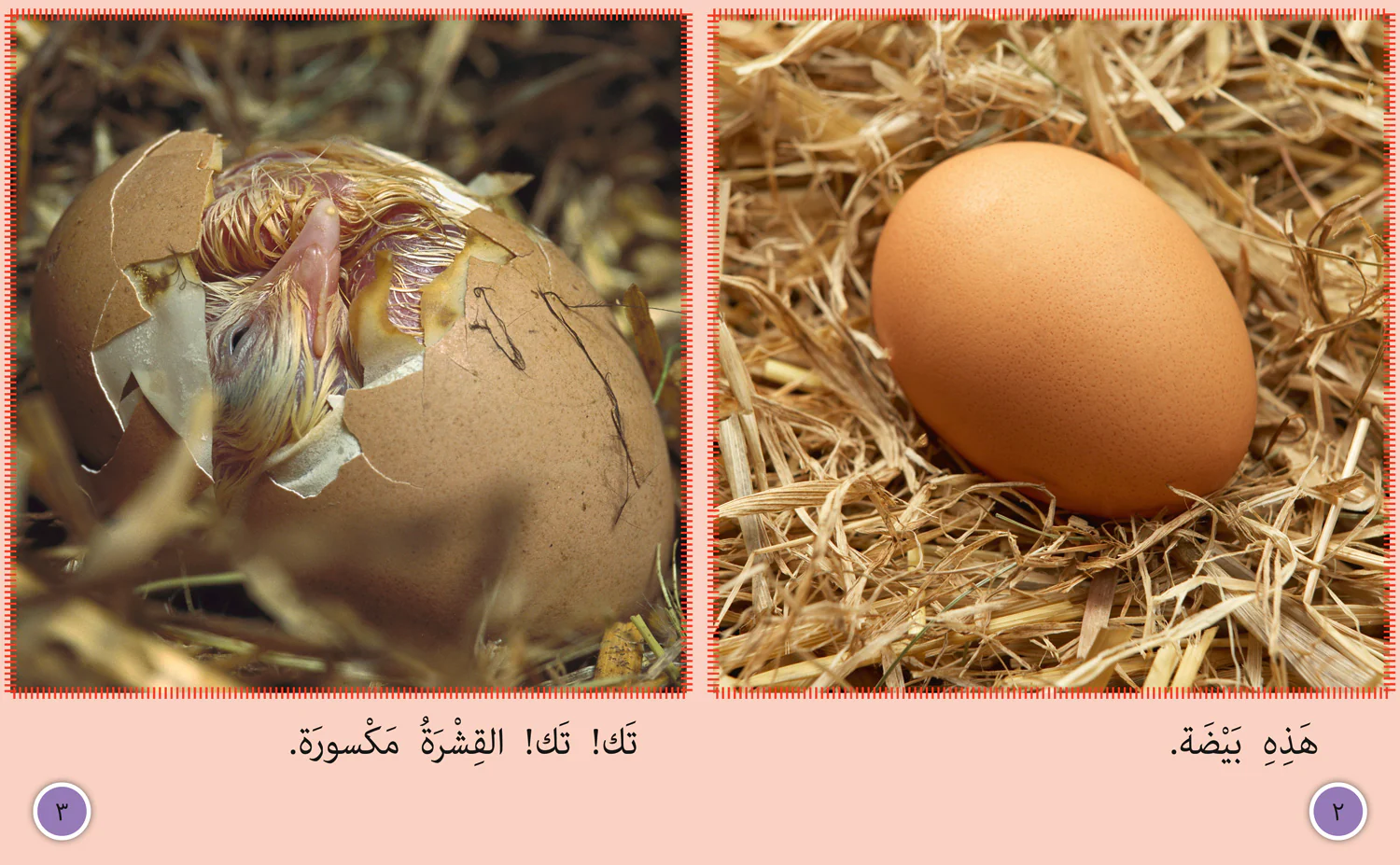 Collins Big Cat Arabic Reading Programme - Chick to Hen: Level 7