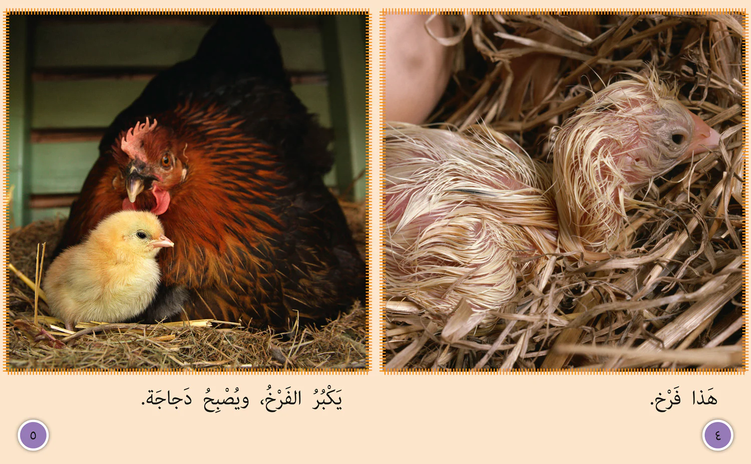 1334-collins-big-cat-arabic-reading-programme-chick-to-hen-level-7-3.webp Collins Big Cat Arabic Reading Programme - Chick to Hen: Level 7