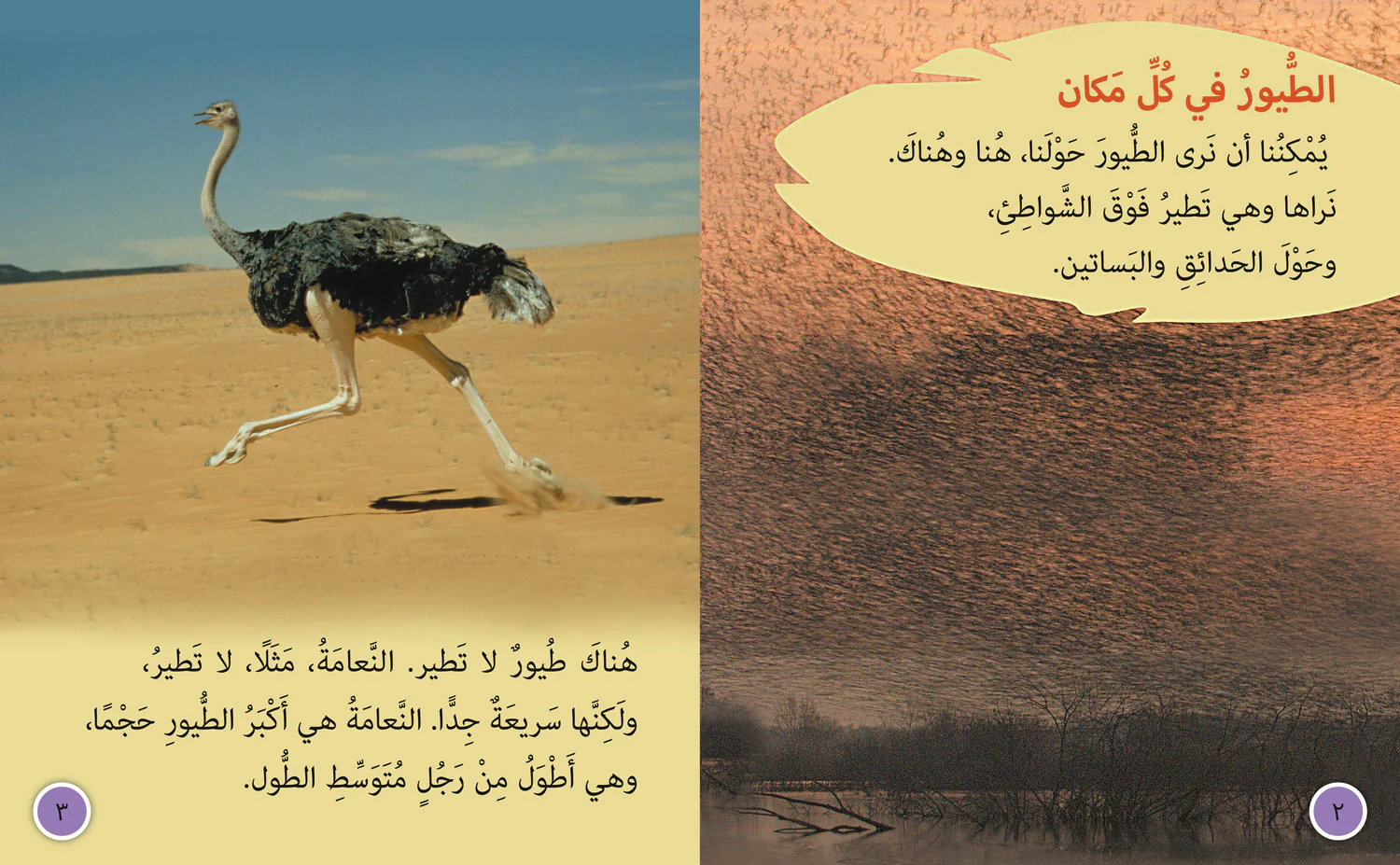 Collins Big Cat Arabic Reading Programme - Birds: Level 9