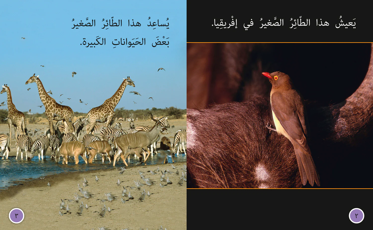 Collins Big Cat Arabic Reading Programme - The Helper Bird: Level 8 (First edition)