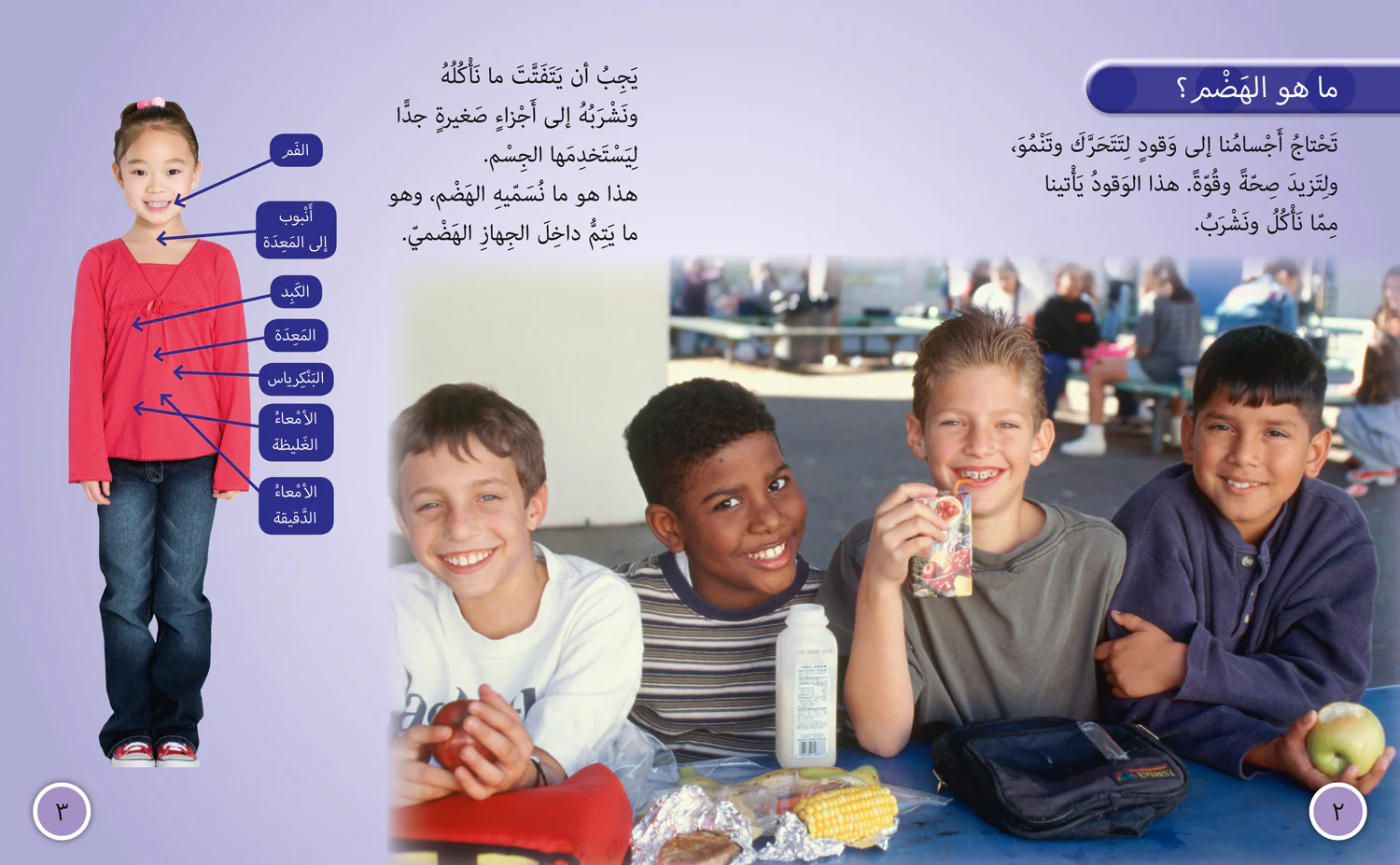 Collins Big Cat Arabic Reading Programme - The Digestive System: Level 11 (First edition)