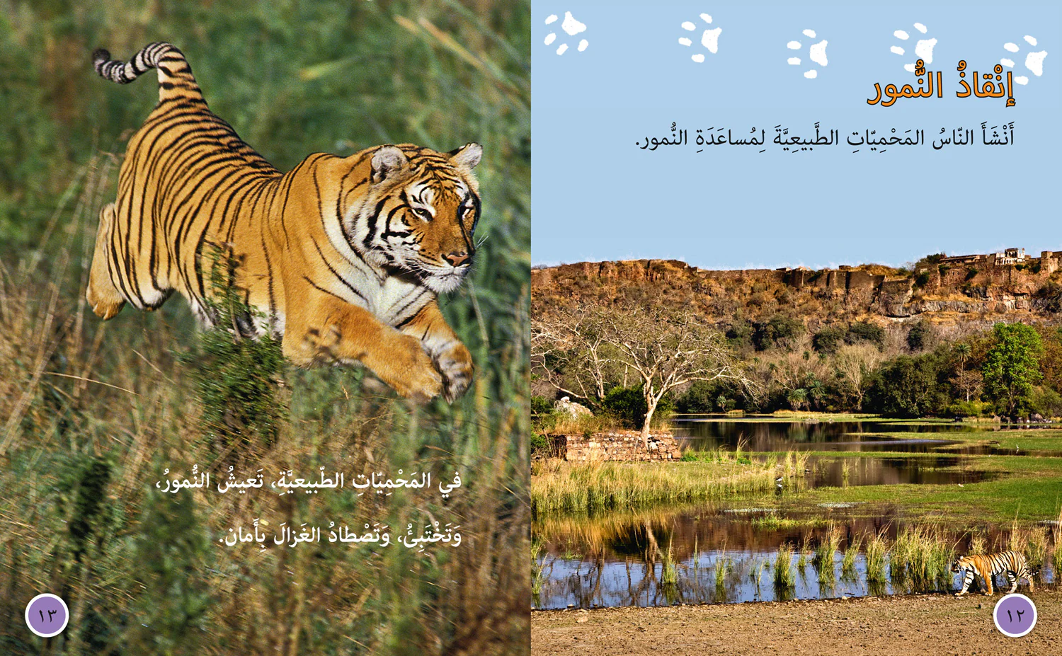 1362-collins-big-cat-arabic-reading-programme-tigers-in-danger-level-10-3.webp Collins Big Cat Arabic Reading Programme - Tigers in Danger: Level 10