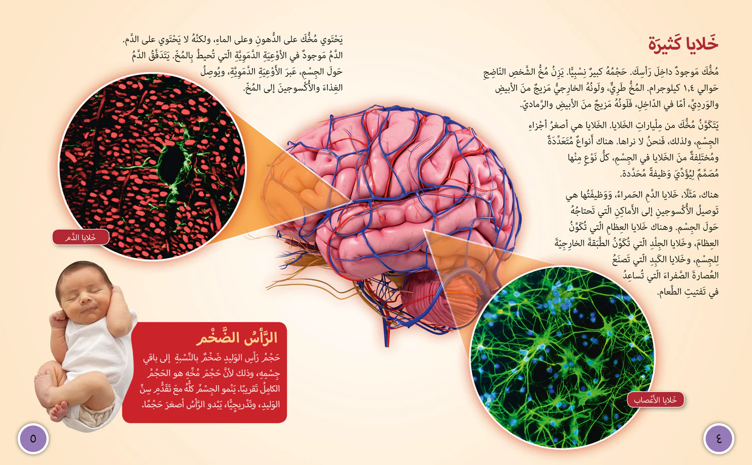 Collins Big Cat Arabic Reading Programme - Your Brain: Level 16