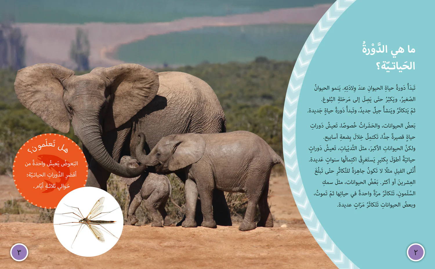 Collins Big Cat Arabic Reading Programme - Life Cycles: Level 15 (First edition)