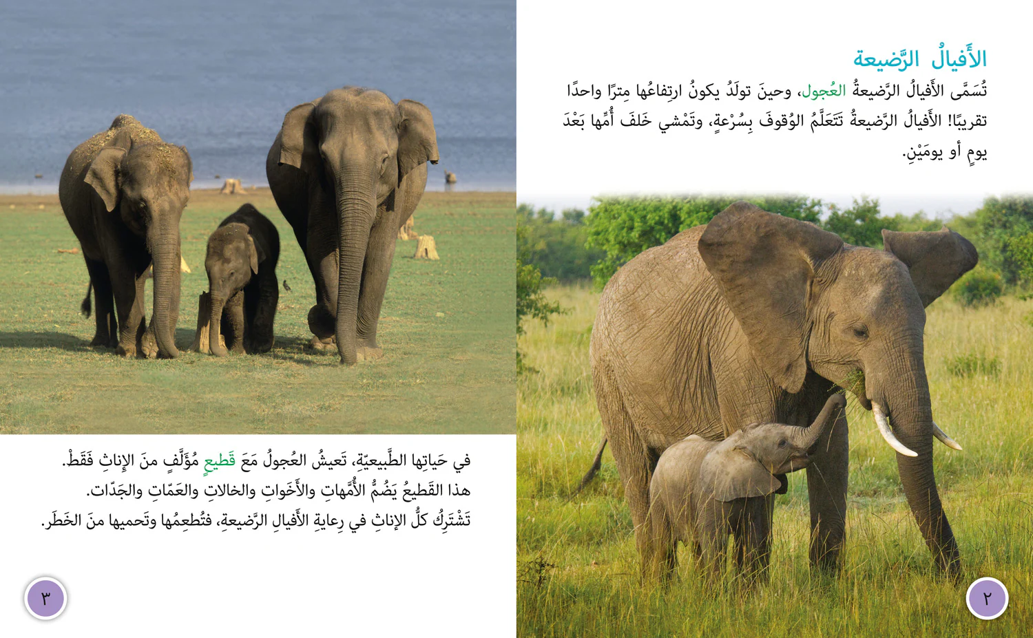 Collins Big Cat Arabic Reading Programme - Elephant Sanctuary: Level 12 (First edition)