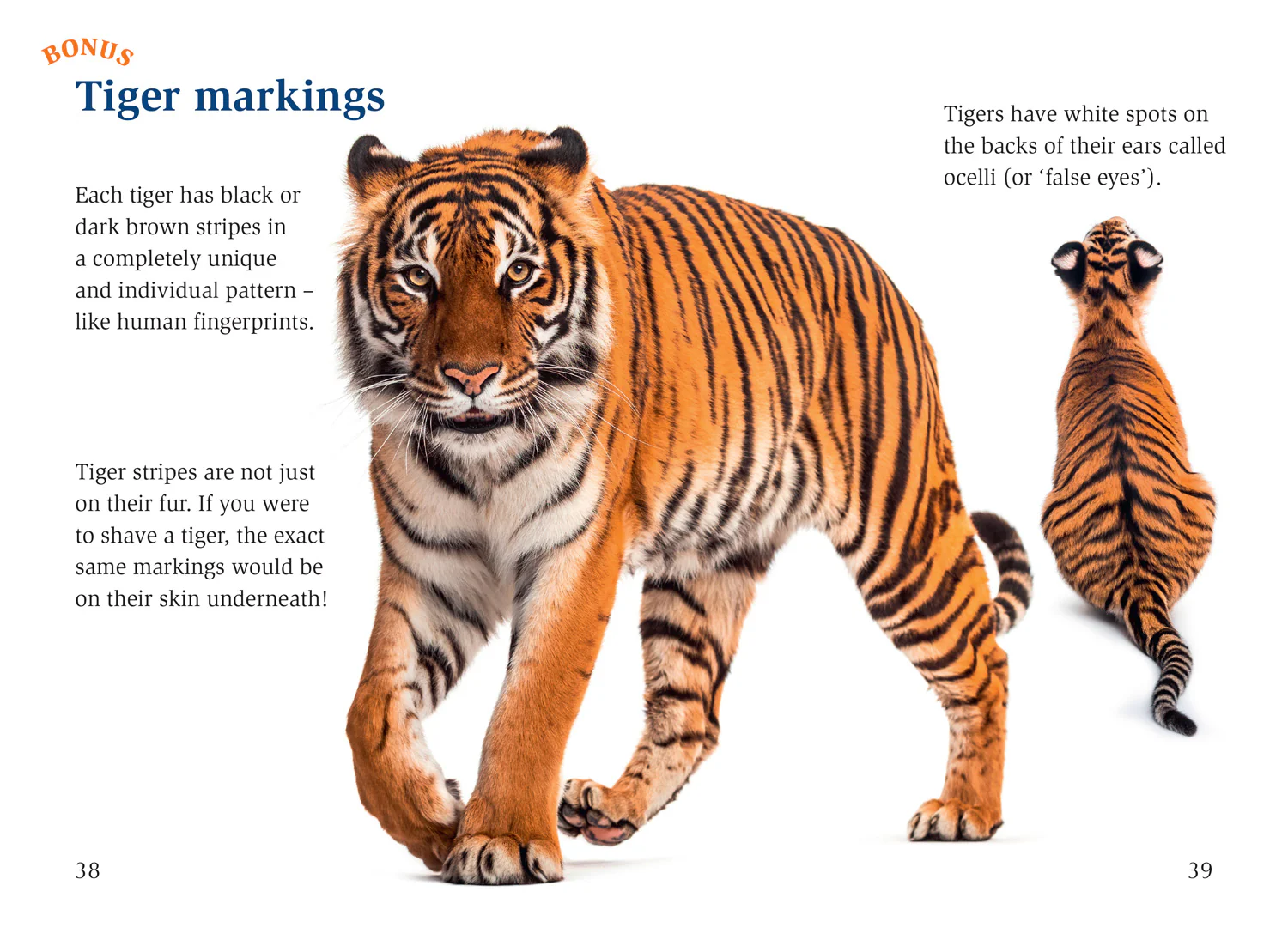 Big Cat for Little Wandle Fluency - The Boy and the Tiger: Fluency 11