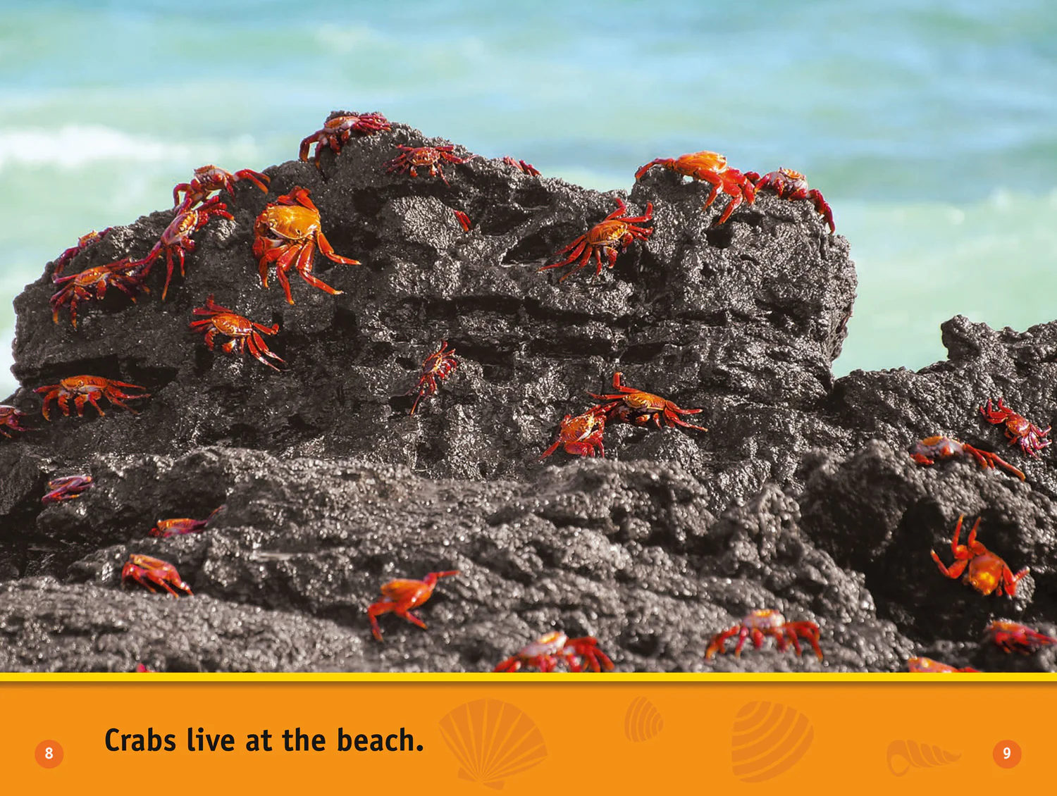 2555-national-geographic-readers-at-the-beach-level-1-5.webp National Geographic Readers - At the Beach: Level 1