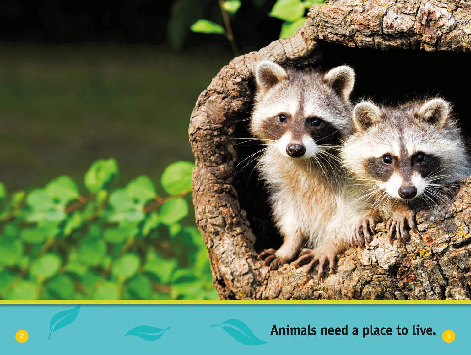 National Geographic Readers - Animal Homes: Level 1