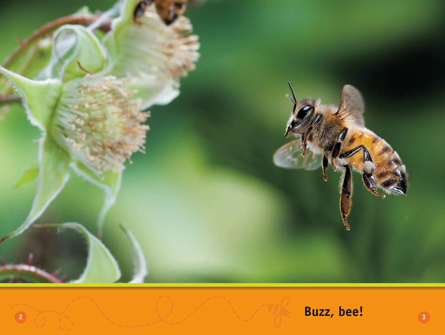 National Geographic Readers - Buzz, Bee!: Level 1