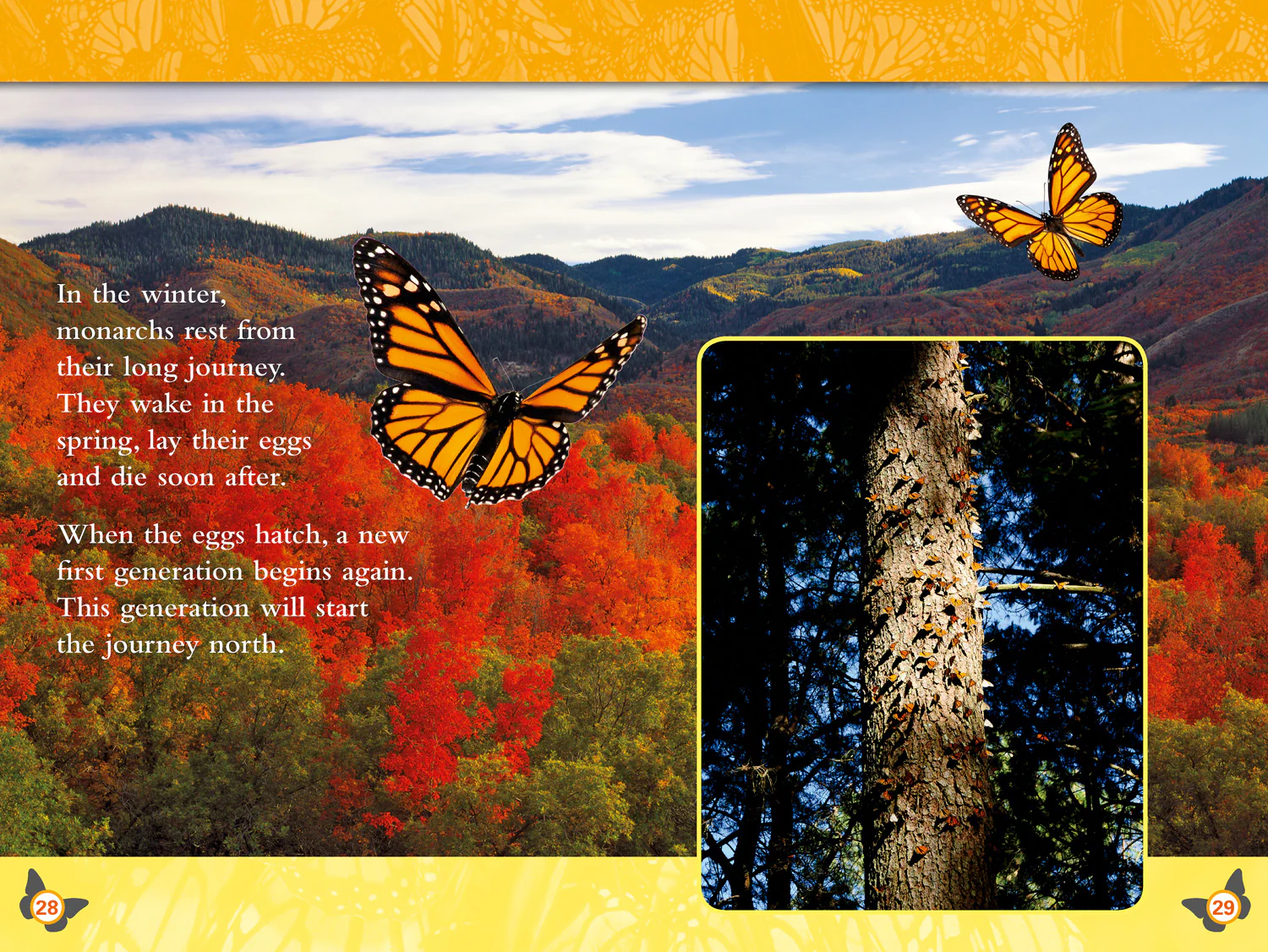 National Geographic Readers - Butterflies: Level 4