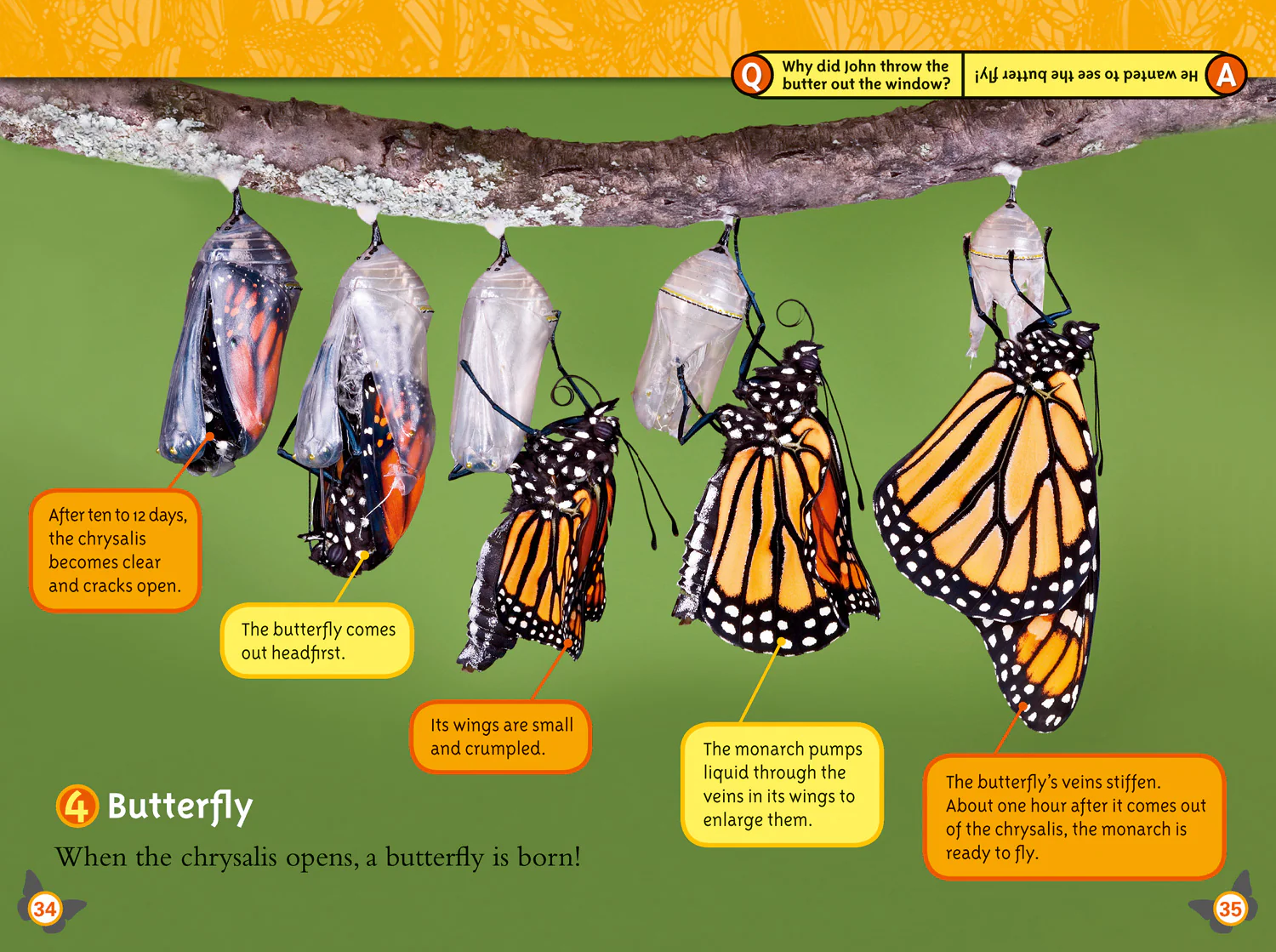 2576-national-geographic-readers-butterflies-level-4-3.webp National Geographic Readers - Butterflies: Level 4