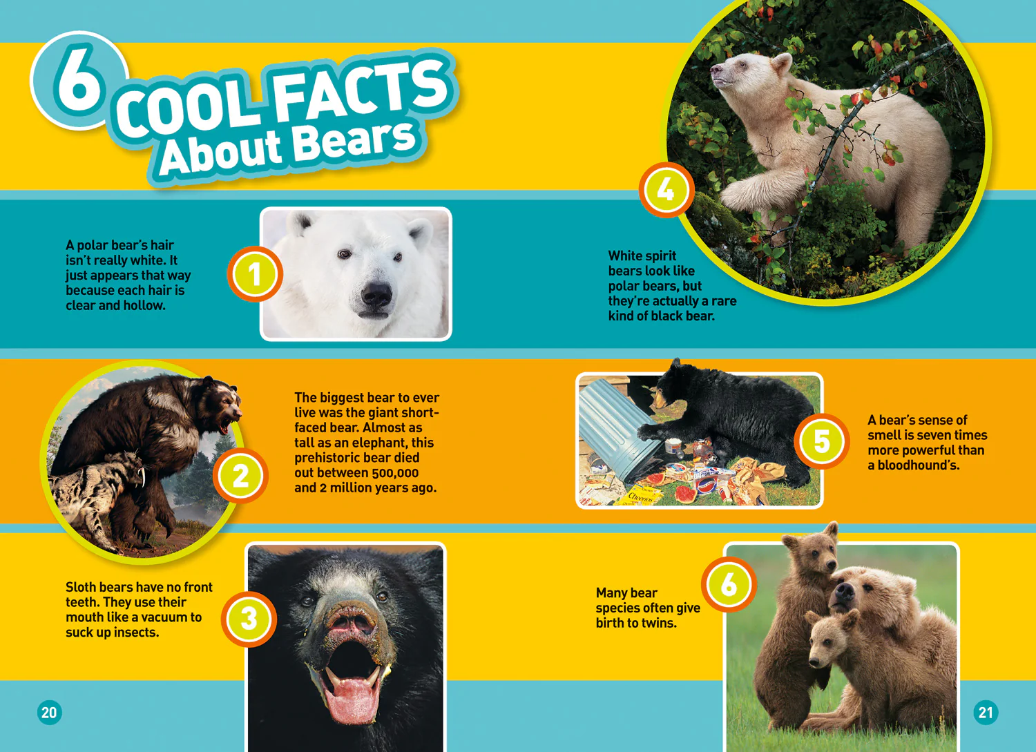 National Geographic Readers - Bears: Level 4