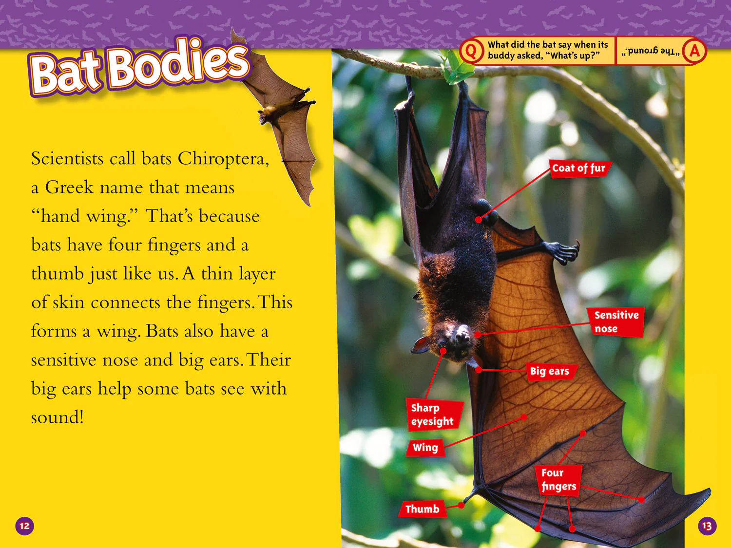 2594-national-geographic-readers-bats-level-3-3.webp National Geographic Readers - Bats: Level 3