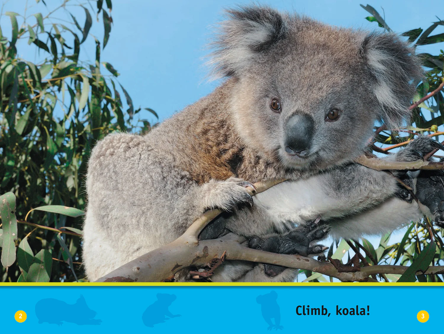 National Geographic Readers - Climb, Koala!: Level 1