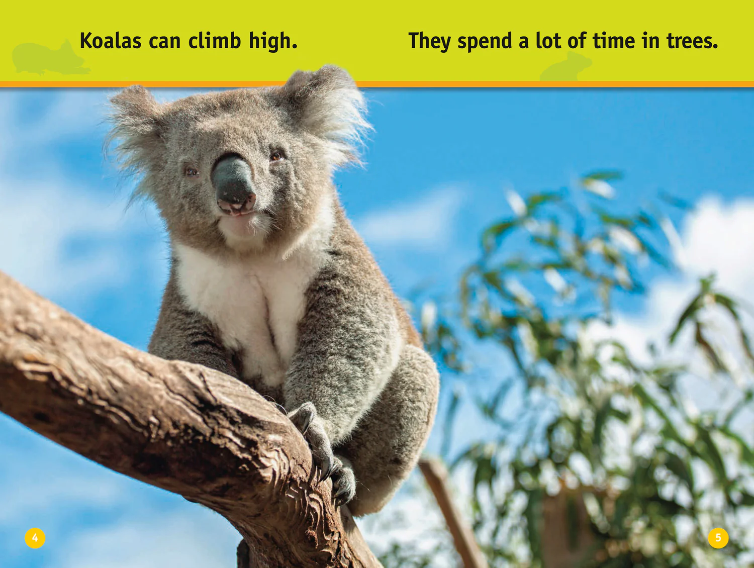2612-national-geographic-readers-climb-koala-level-1-3.webp National Geographic Readers - Climb, Koala!: Level 1