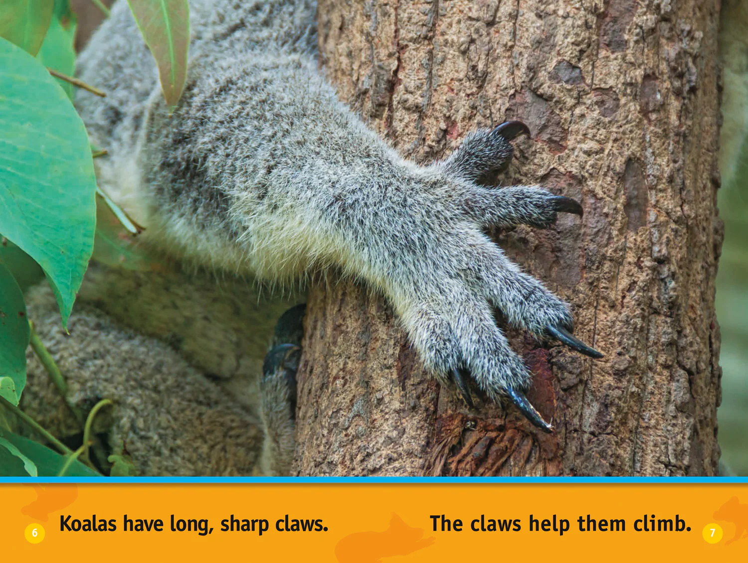 2612-national-geographic-readers-climb-koala-level-1-4.webp National Geographic Readers - Climb, Koala!: Level 1
