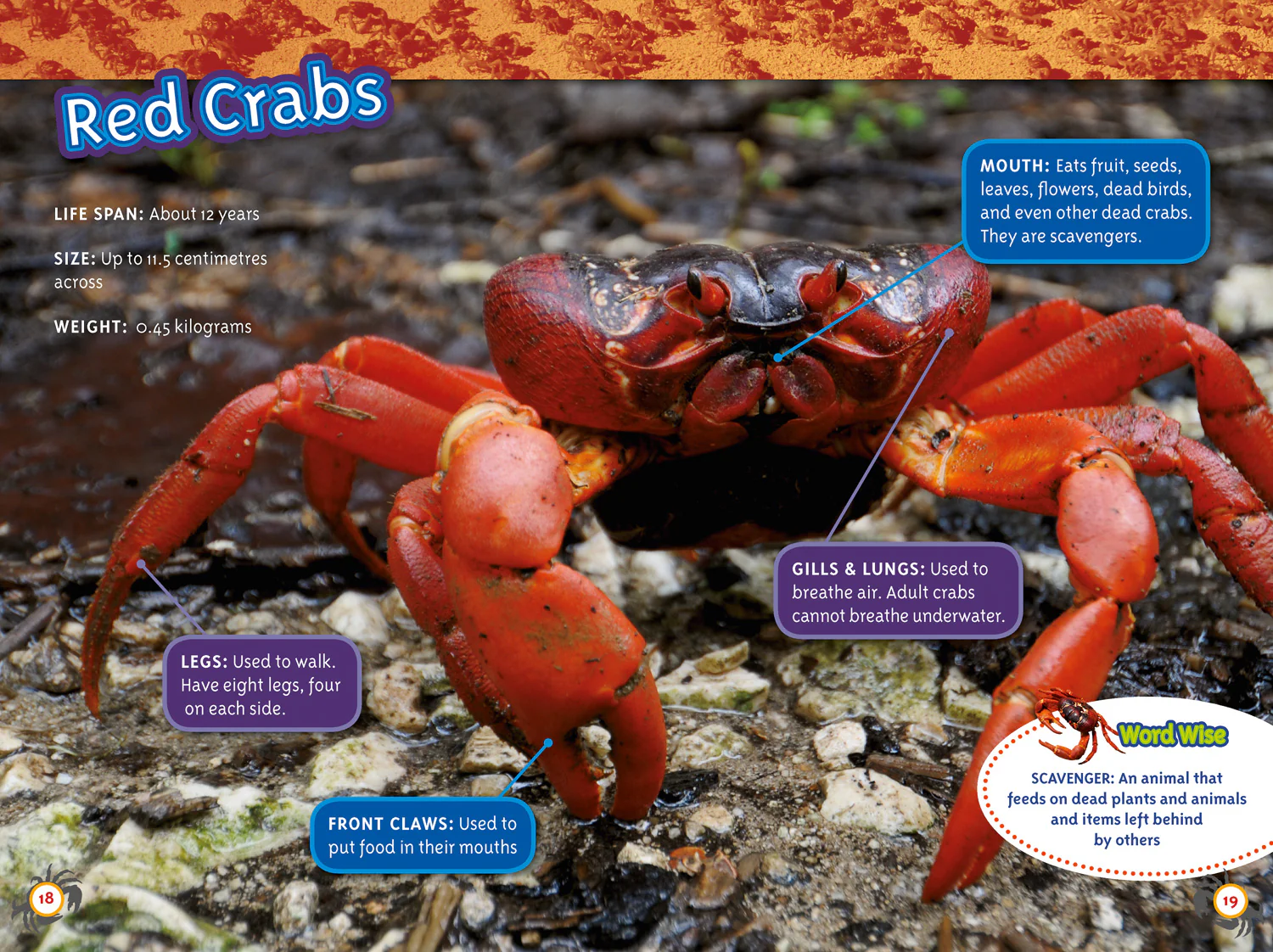 National Geographic Readers - Amazing Animal Journeys: Level 4