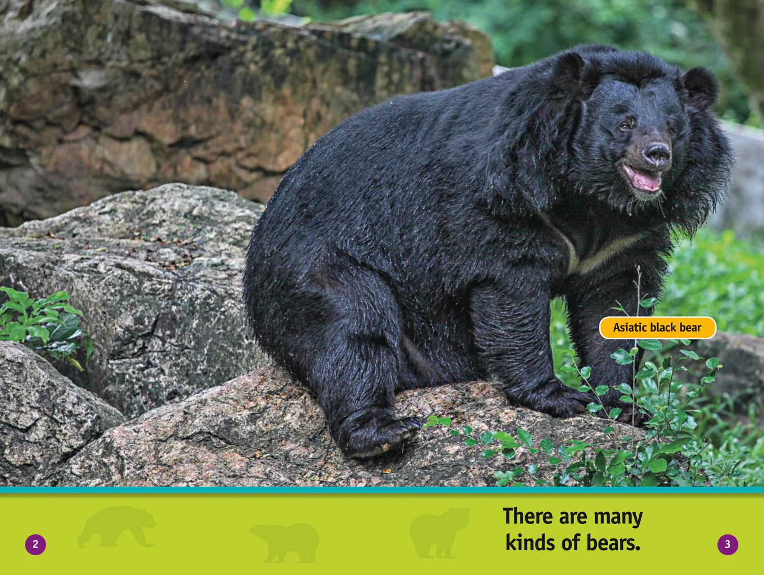 National Geographic Readers - All About Bears: Level 1