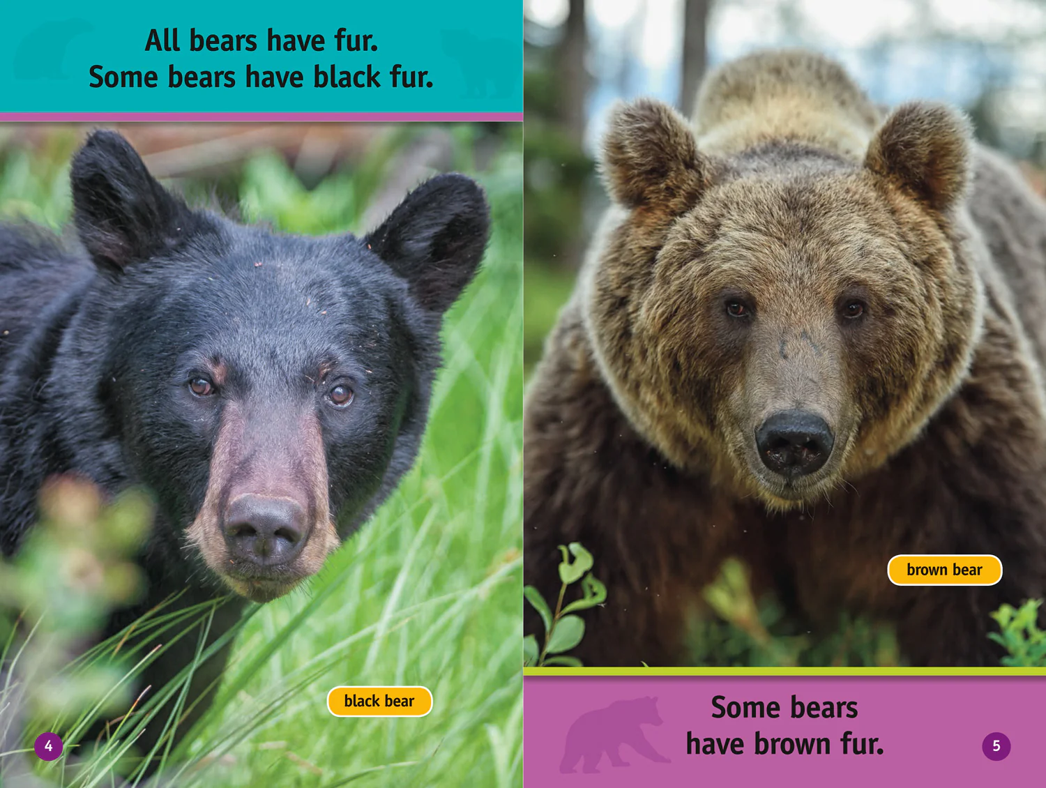 2626-national-geographic-readers-all-about-bears-level-1-3.webp National Geographic Readers - All About Bears: Level 1