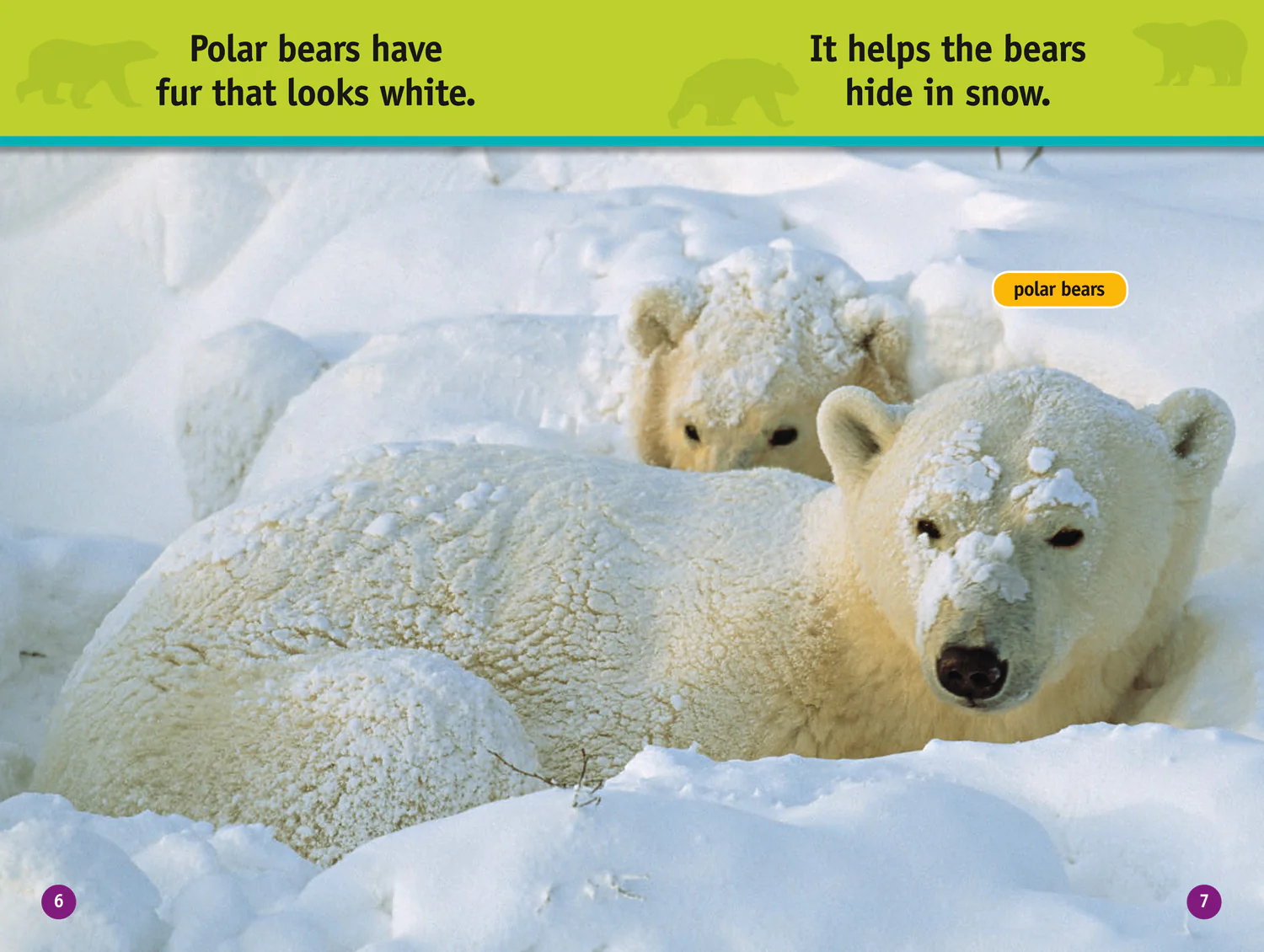 2626-national-geographic-readers-all-about-bears-level-1-4.webp National Geographic Readers - All About Bears: Level 1