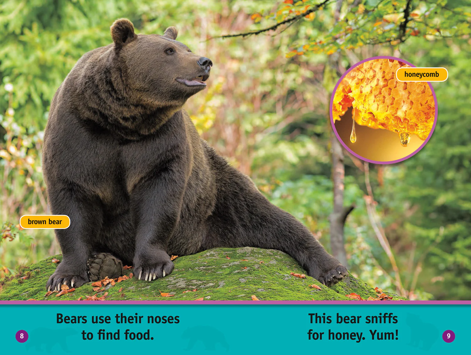2626-national-geographic-readers-all-about-bears-level-1-5.webp National Geographic Readers - All About Bears: Level 1