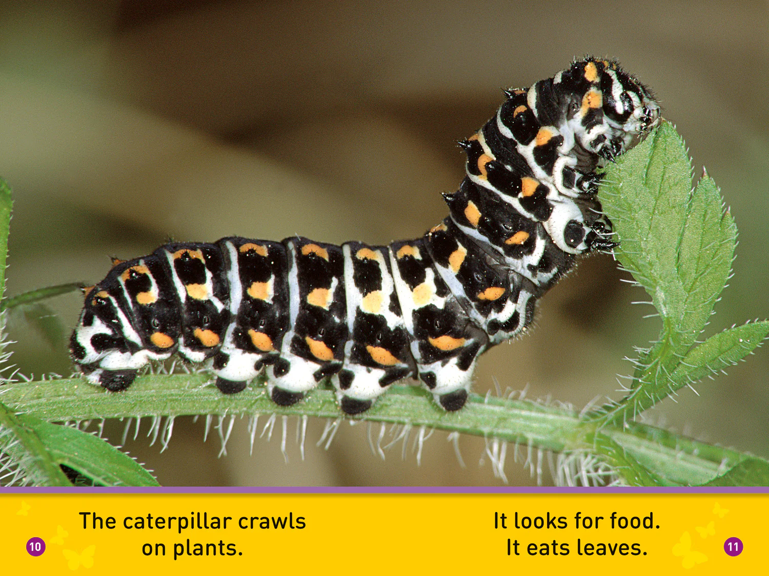 2627-national-geographic-readers-flutter-butterfly-level-1-2.webp National Geographic Readers - Flutter, Butterfly!: Level 1