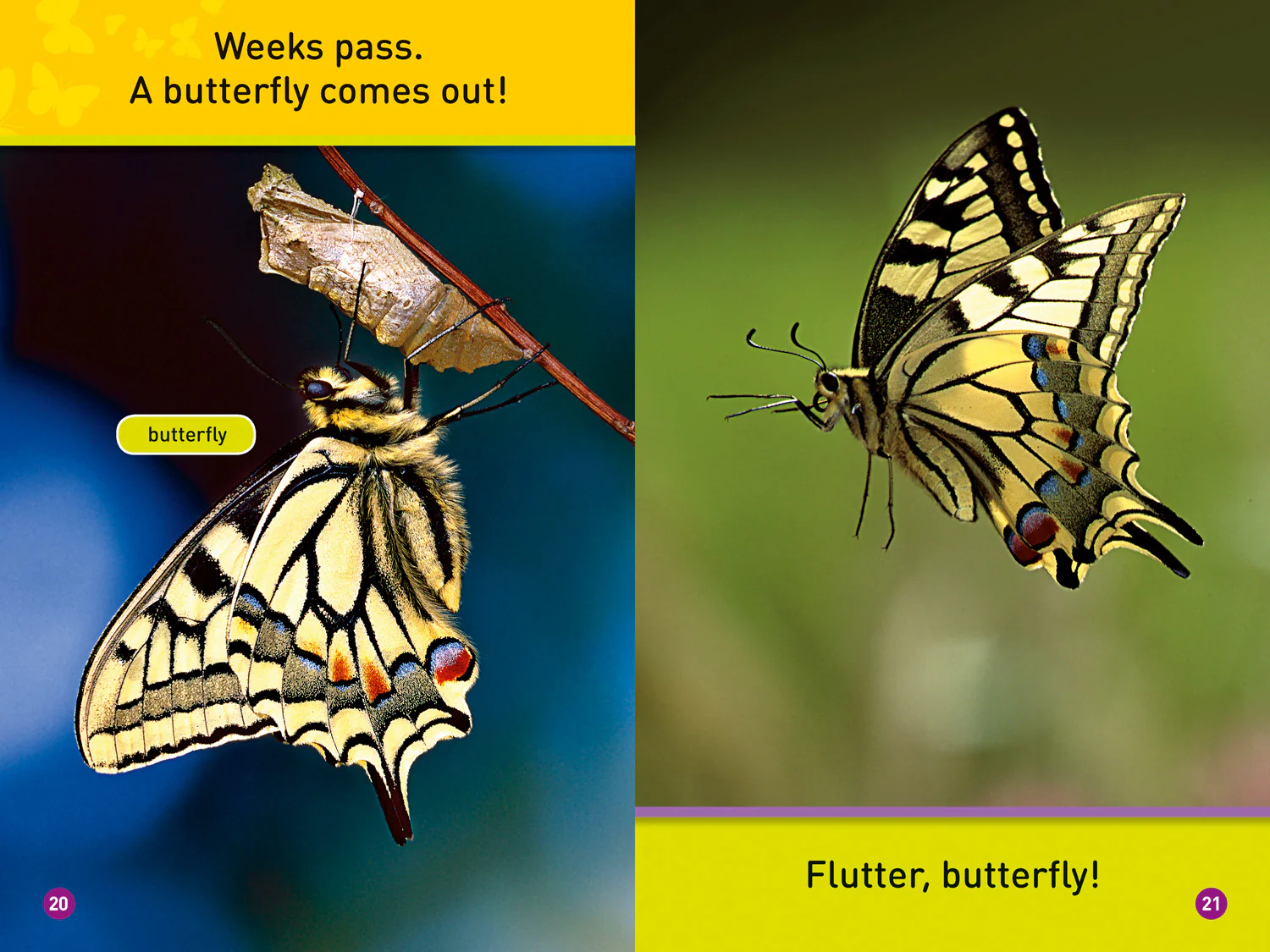 2627-national-geographic-readers-flutter-butterfly-level-1-3.webp National Geographic Readers - Flutter, Butterfly!: Level 1