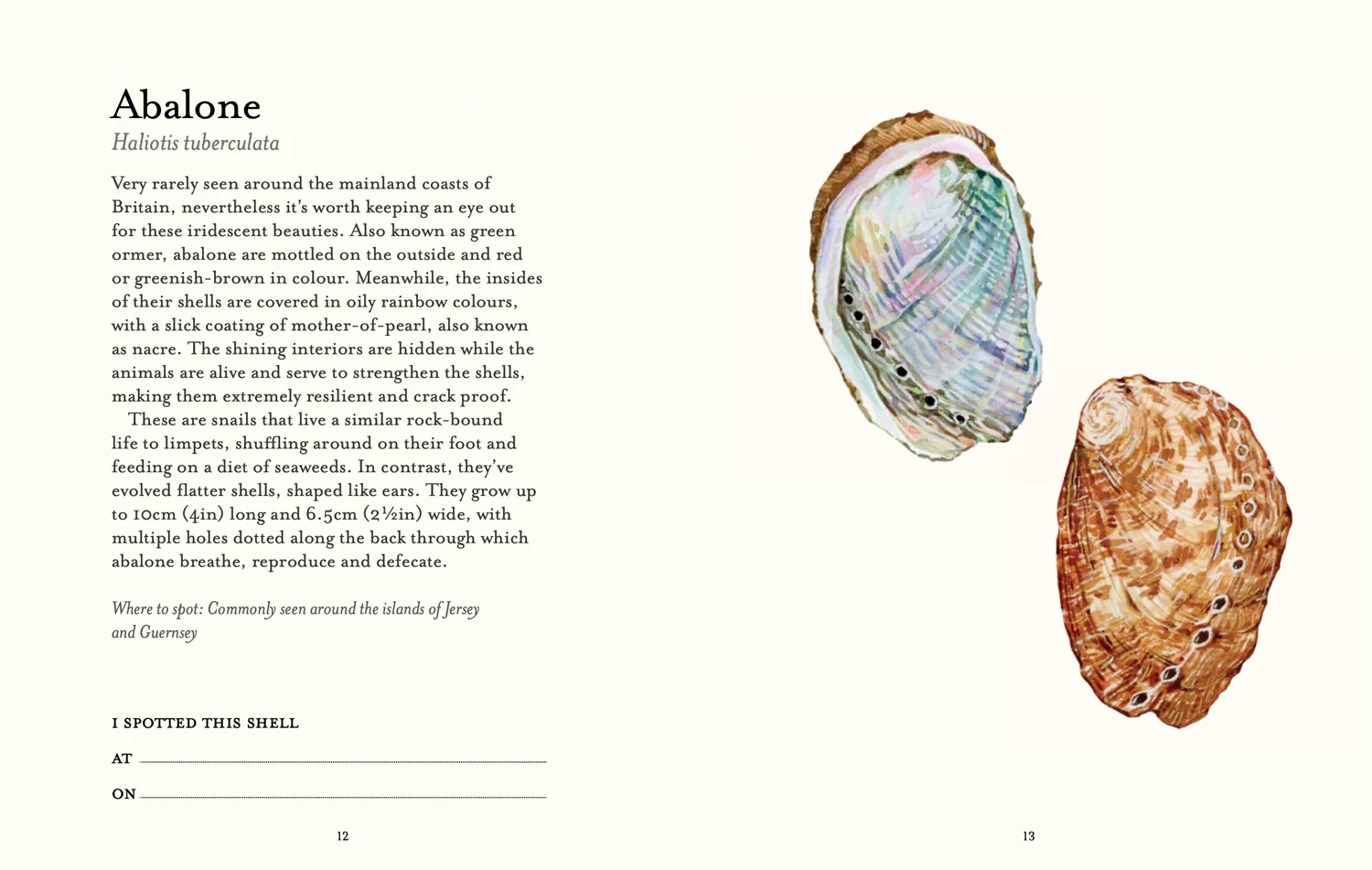 National Trust - The Shell Spotter’s Guide