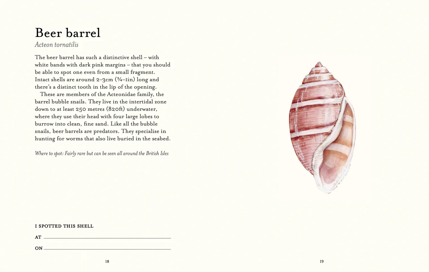 2640-national-trust-the-shell-spotter-s-guide-4.webp National Trust - The Shell Spotter’s Guide