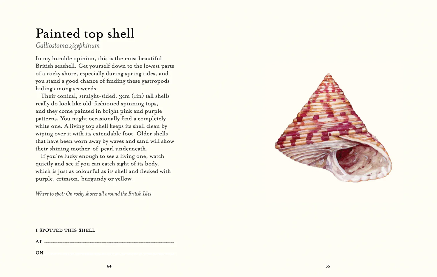 2640-national-trust-the-shell-spotter-s-guide-6.webp National Trust - The Shell Spotter’s Guide