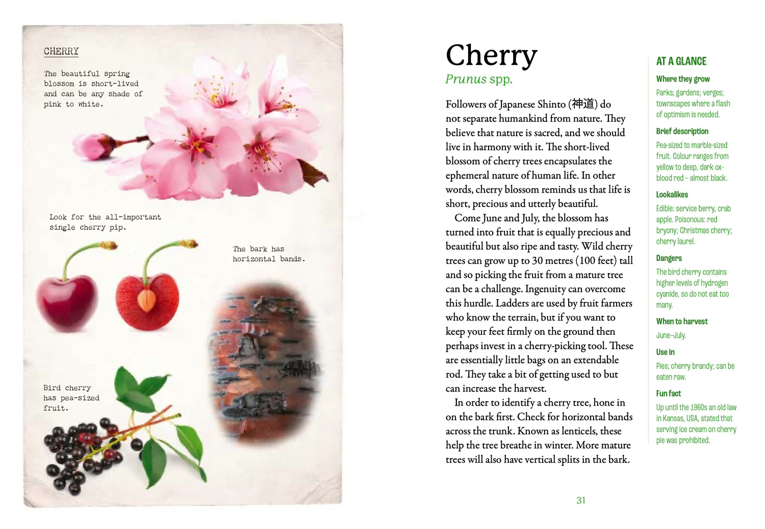 National Trust - The First-Time Forager: A Complete Beginner’s Guide to Britain’s Edible Plants