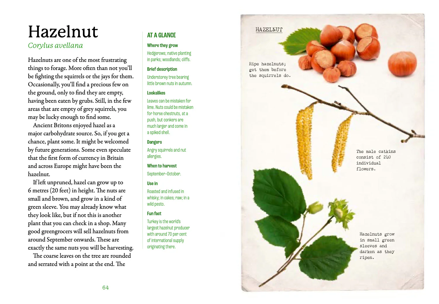 2641-national-trust-the-first-time-forager-a-complete-beginner-s-guide-to-britain-s-edible-plants-3.webp National Trust - The First-Time Forager: A Complete Beginner’s Guide to Britain’s Edible Plants