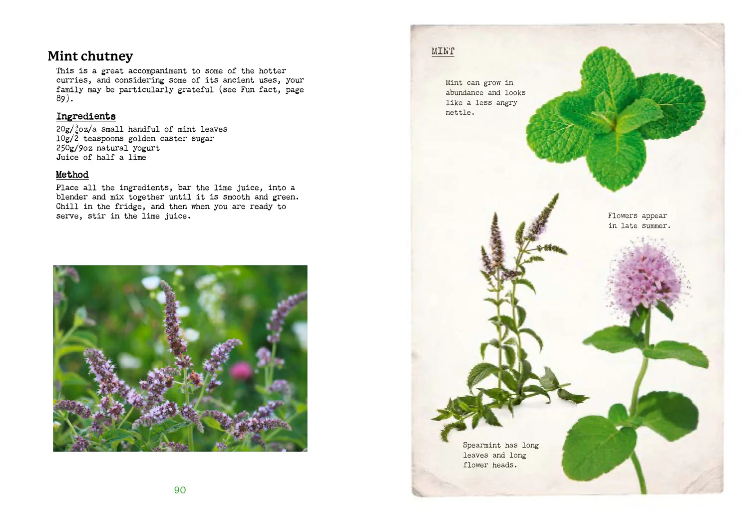 2641-national-trust-the-first-time-forager-a-complete-beginner-s-guide-to-britain-s-edible-plants-4.webp National Trust - The First-Time Forager: A Complete Beginner’s Guide to Britain’s Edible Plants
