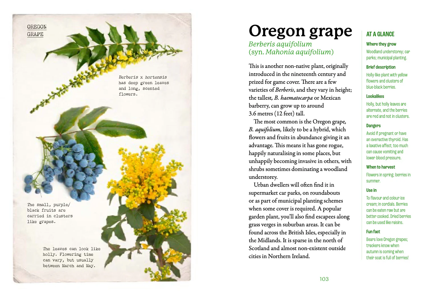 2641-national-trust-the-first-time-forager-a-complete-beginner-s-guide-to-britain-s-edible-plants-5.webp National Trust - The First-Time Forager: A Complete Beginner’s Guide to Britain’s Edible Plants