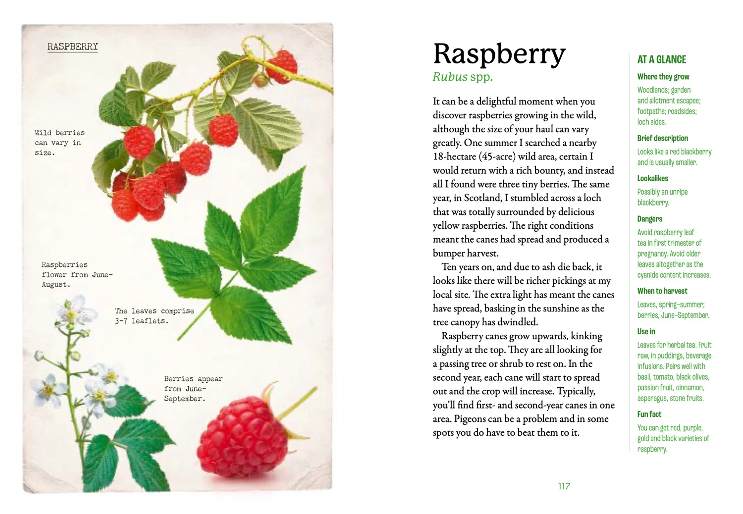 2641-national-trust-the-first-time-forager-a-complete-beginner-s-guide-to-britain-s-edible-plants-6.webp National Trust - The First-Time Forager: A Complete Beginner’s Guide to Britain’s Edible Plants