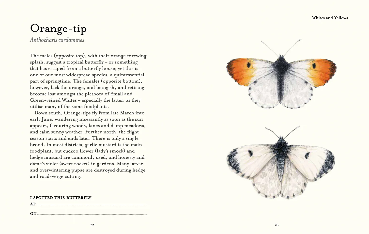 National Trust - The Butterfly Spotter’s Guide