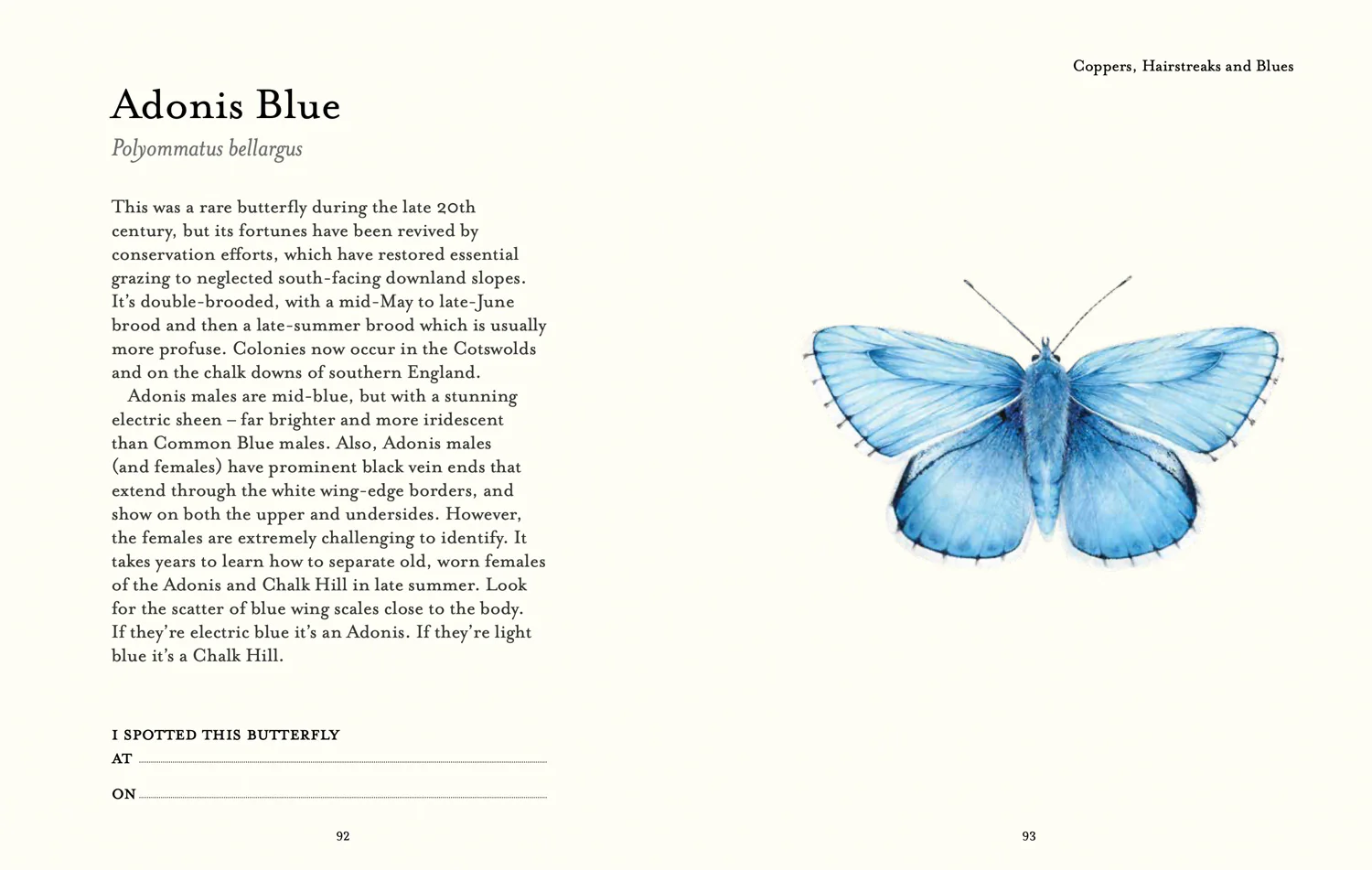 2642-national-trust-the-butterfly-spotter-s-guide-6.webp National Trust - The Butterfly Spotter’s Guide