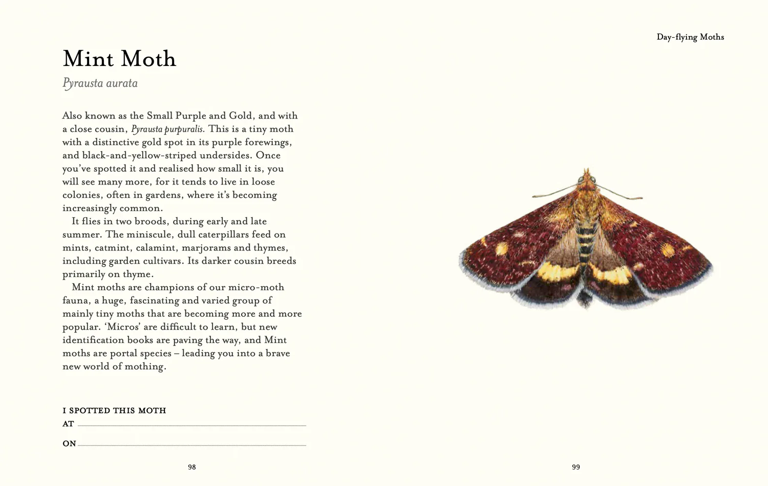 2642-national-trust-the-butterfly-spotter-s-guide-7.webp National Trust - The Butterfly Spotter’s Guide
