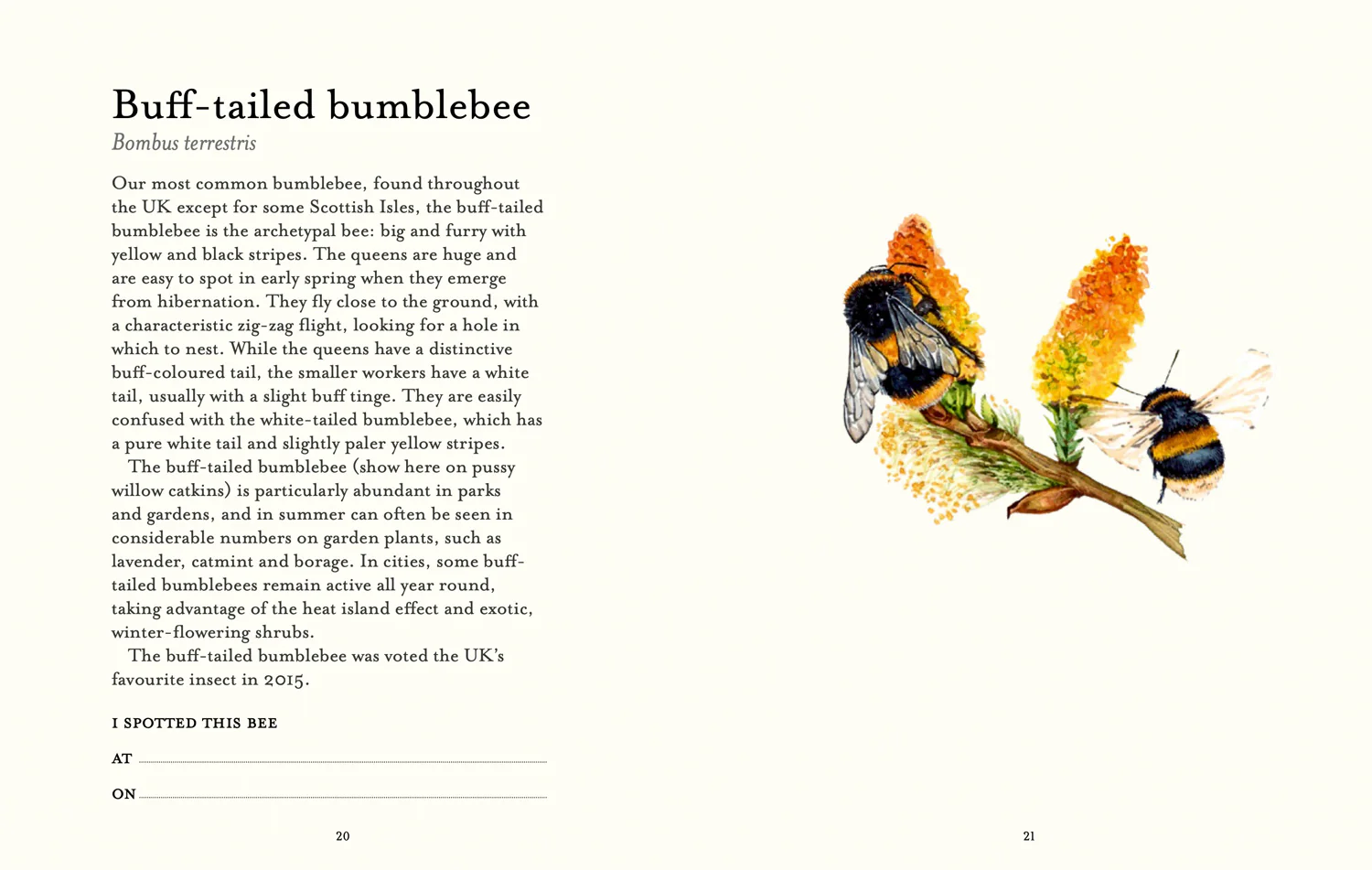 2644-national-trust-the-bee-spotter-s-guide-3.webp National Trust - The Bee Spotter’s Guide