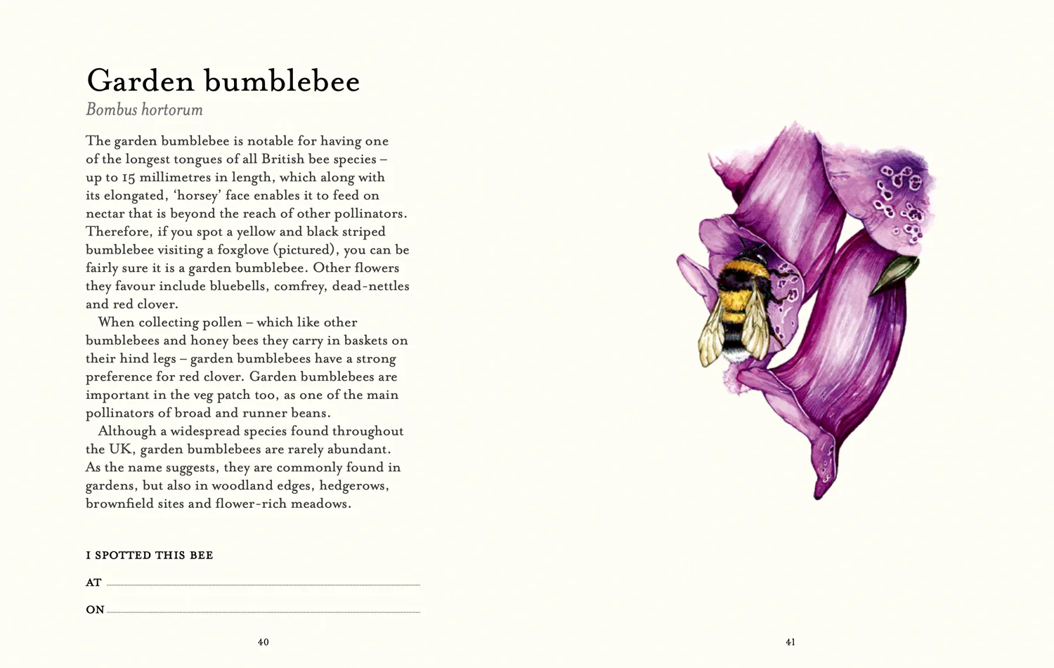 2644-national-trust-the-bee-spotter-s-guide-4.webp National Trust - The Bee Spotter’s Guide