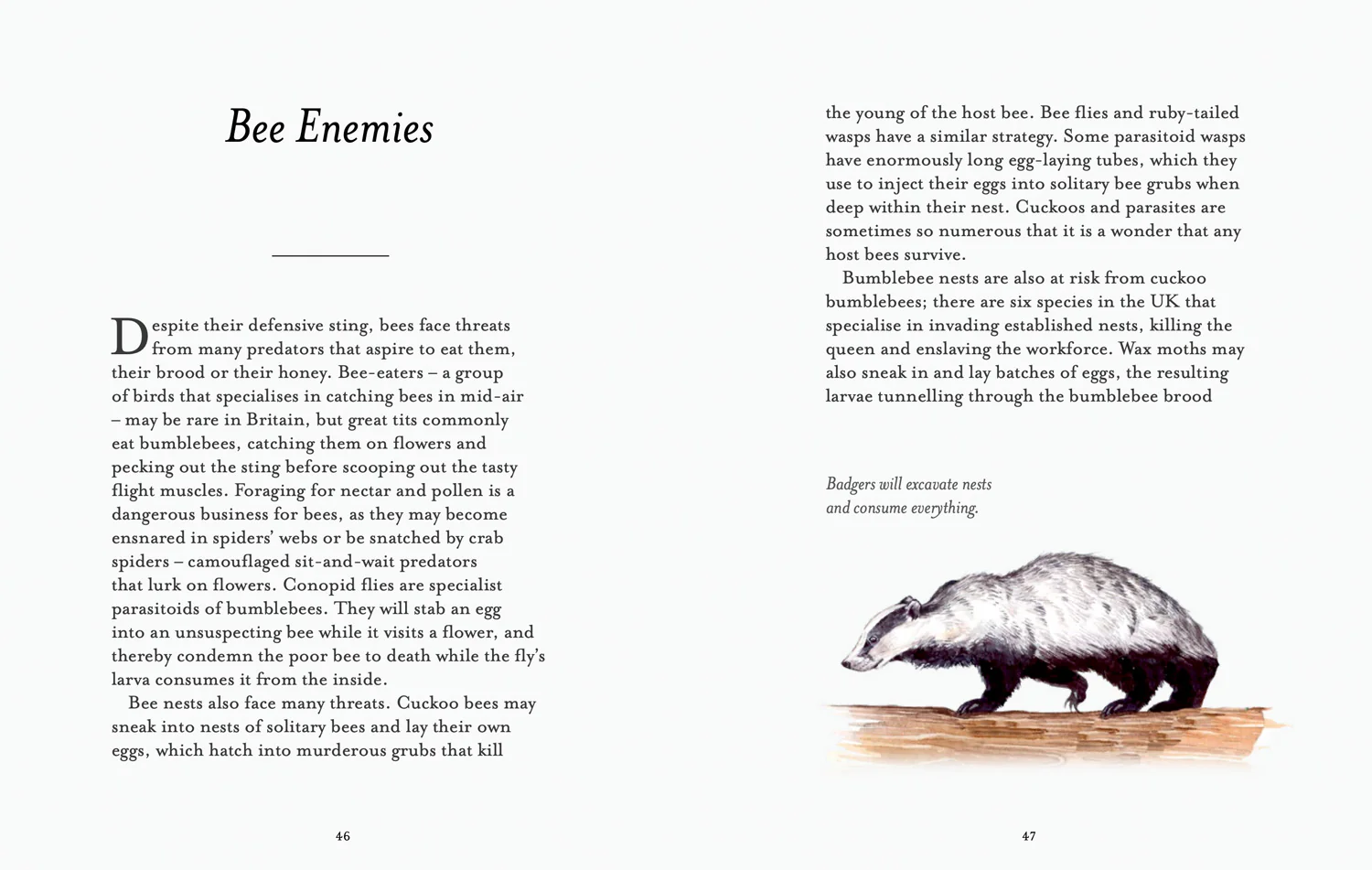2644-national-trust-the-bee-spotter-s-guide-5.webp National Trust - The Bee Spotter’s Guide