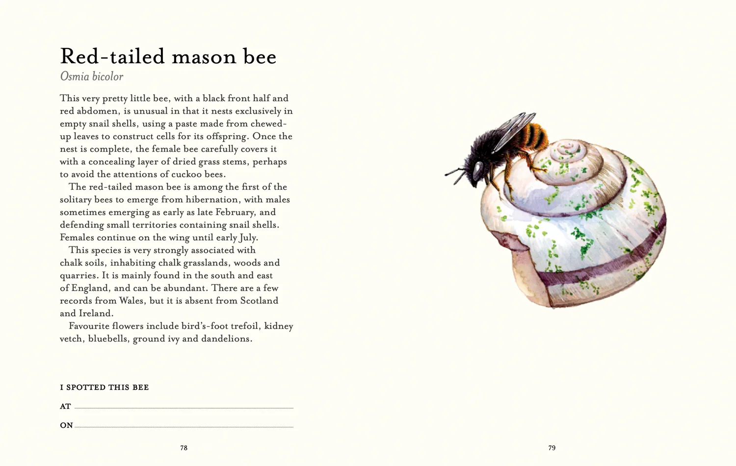 2644-national-trust-the-bee-spotter-s-guide-7.webp National Trust - The Bee Spotter’s Guide