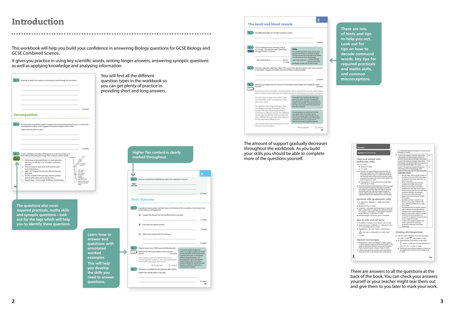 287-gcse-science-9-1-aqa-gcse-9-1-biology-achieve-grade-8-9-workbook-3.webp GCSE Science (9–1) - AQA GCSE (9–1) Biology Achieve Grade 8–9 Workbook