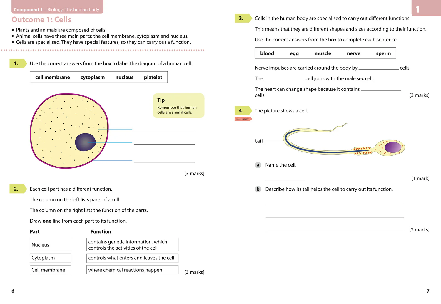 GCSE Science 9-1 - AQA GCSE 9-1 Foundation: Combined Science Trilogy and Entry Level Certificate Workbook