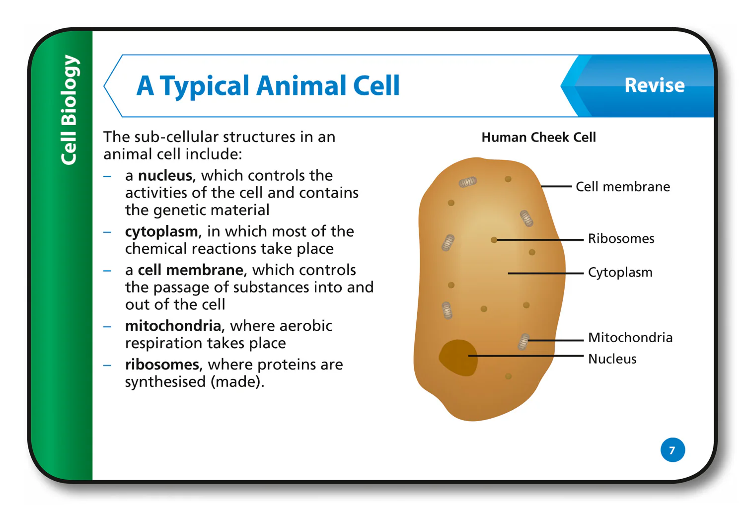 856-collins-gcse-grade-9-1-revision-aqa-gcse-9-1-biology-revision-cards-ideal-for-the-2026-and-2027-exams-5.webp Collins GCSE Grade 9-1 Revision - AQA GCSE 9-1 Biology Revision Cards: Ideal for the 2026 and 2027 exams